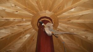 pheasant mount