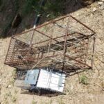 live_traps_6_2021
