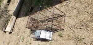 live_traps_6_2021