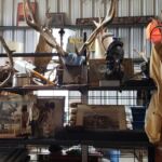 horns_8_21