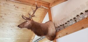 elk_moiunt_7_22
