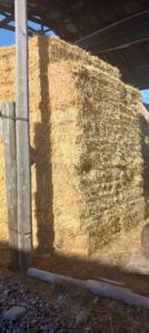 oat_grass_hay_23