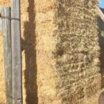 oat_grass_hay_23