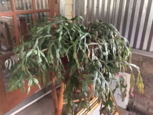 Houseplants_3_25