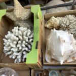Conch_shells_9_24