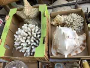 Conch_shells_9_24