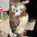 Feather_owl_9_24