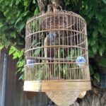 Bird_cage_9_24