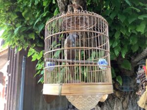 Bird_cage_9_24