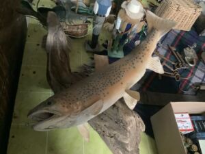 Fish_24