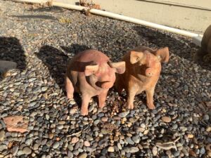 Pig_collection_11_24