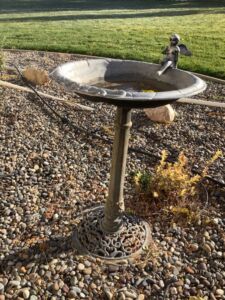Bird_bath_11_24