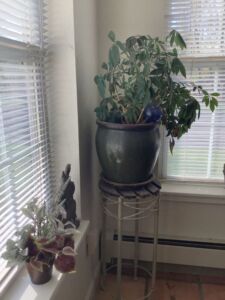 Houseplants_11_24