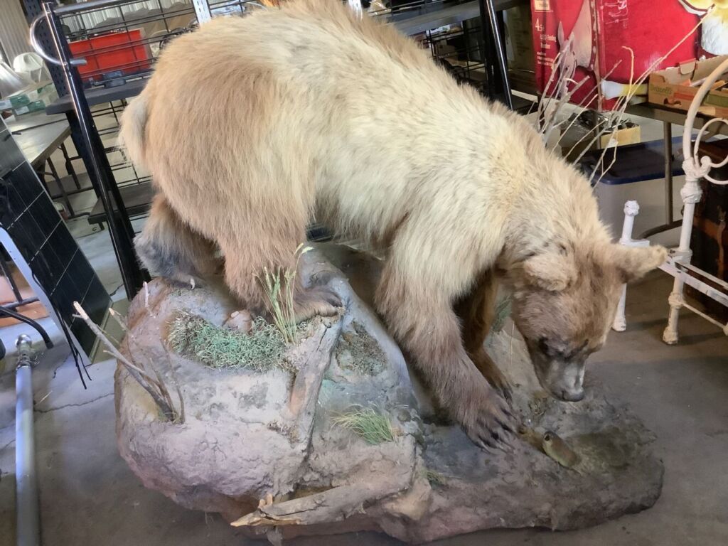 Bear_mount_9_25