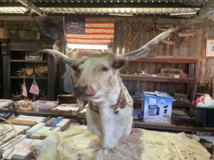 Longhorn_mount_9_25