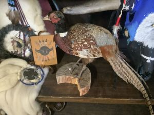 Wildlife_4_26