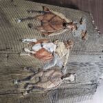 western_carving_6_19
