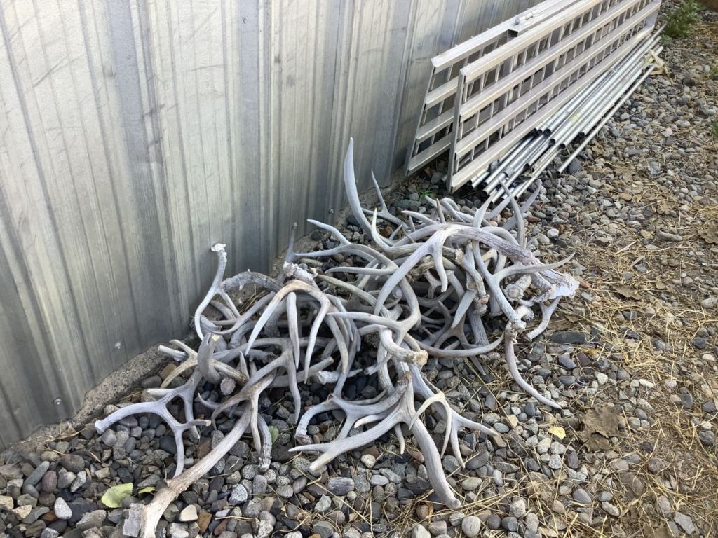 Elk_sheds_7_26
